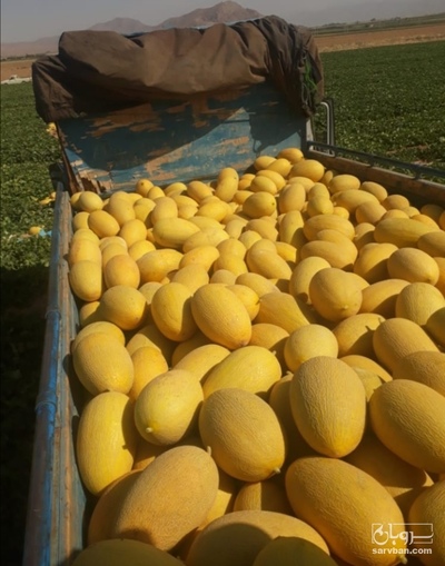 فروش خربزه جانا