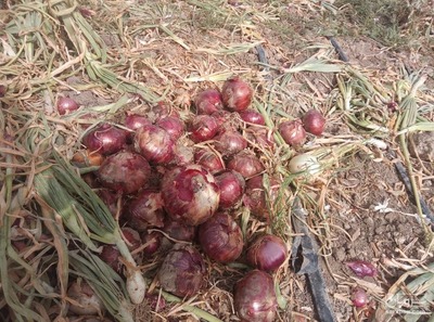 فروش پیاز قرمز