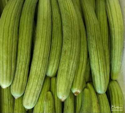 فروش خیار چنبر