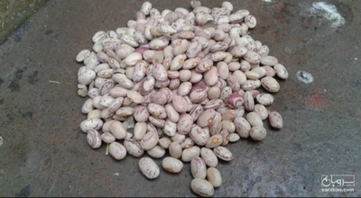 فروش لوبیا چیتی