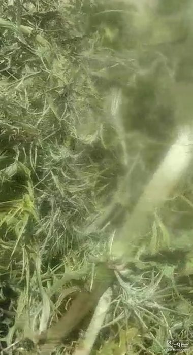 فروش بوقناق