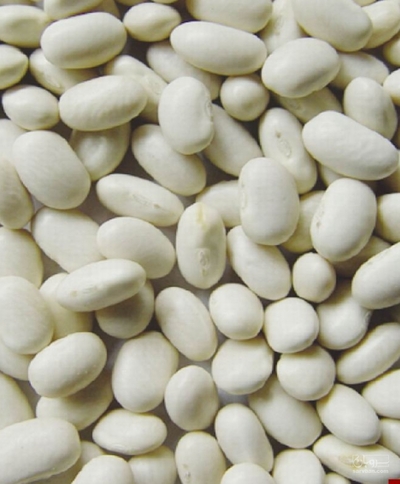 فروش لوبیا سفید