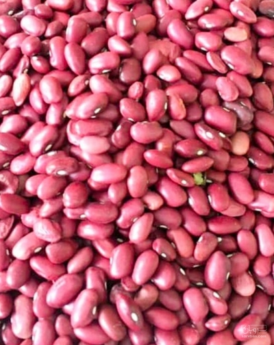 فروش لوبیا قرمز