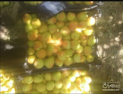 فروش زردآلو