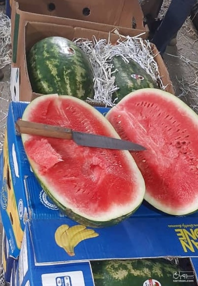 فروش هندوانه بیضی