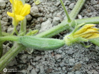 فروش خیار درجه 1مناسب برای خیارشور