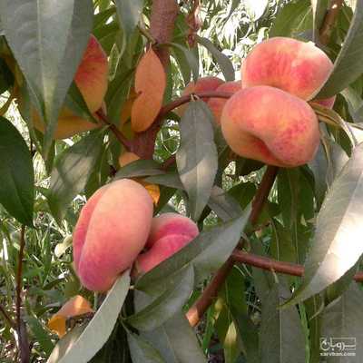 فروش هلو انجیری