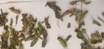 فروش به لیمو (ورون)