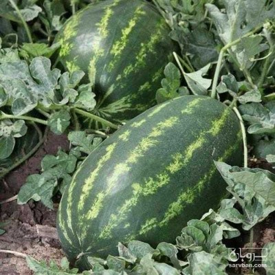 فروش هندوانه بیضی