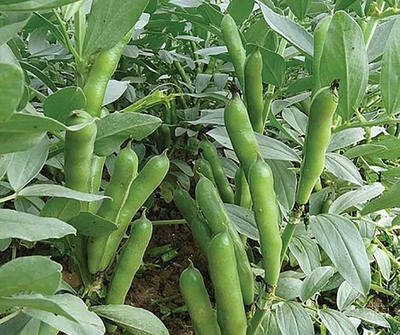 فروش باقلا تازه - باقالی - باقالا