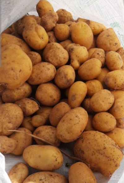 فروش سیب زمینی