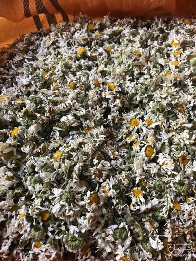 فروش گل بابونه