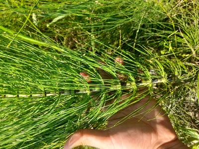 فروش دم‌اسبی