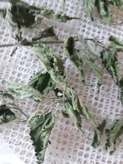 فروش گزنه خشک