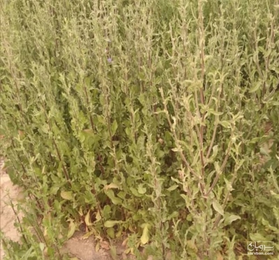 فروش کاسنی تر