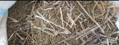 فروش کاسنی خشک