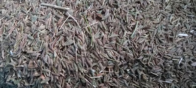 فروش زیره سبز