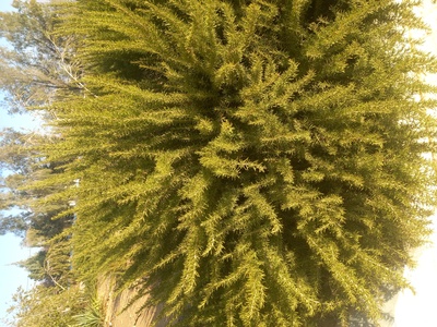 فروش رزماری