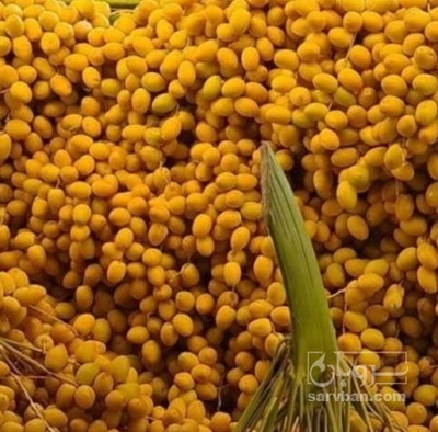 فروش خارک  خرما برحی