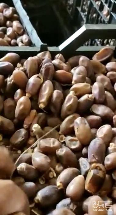 فروش خرما ضایعاتی