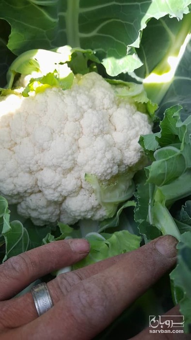 فروش گل کلم