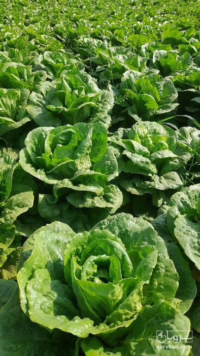 فروش کاهو رسمی