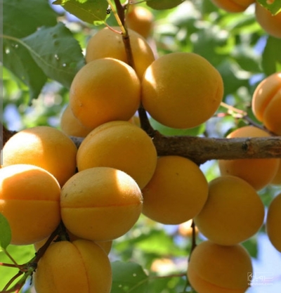 فروش زردآلو