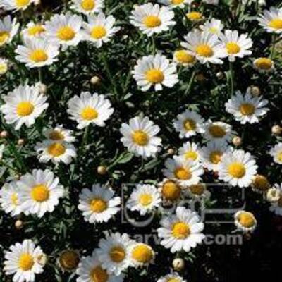 فروش بابونه