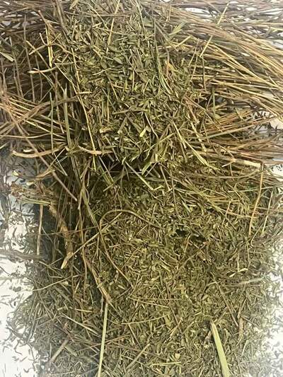 فروش آویشن باغی