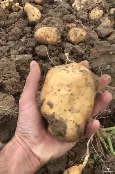 فروش سیب زمینی