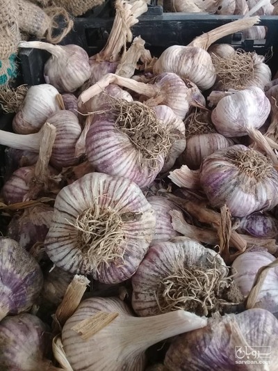 فروش سیر خشک