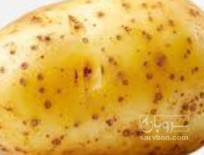 فروش سیب زمینی