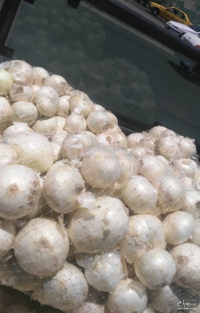 فروش پیاز سفید