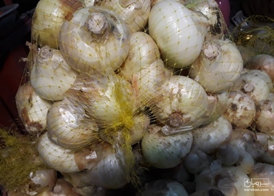 فروش پیاز طلایی