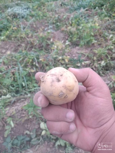 فروش سیب زمینی جلی