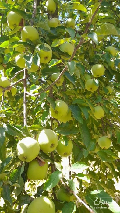 فروش سیب سفید یاسبز