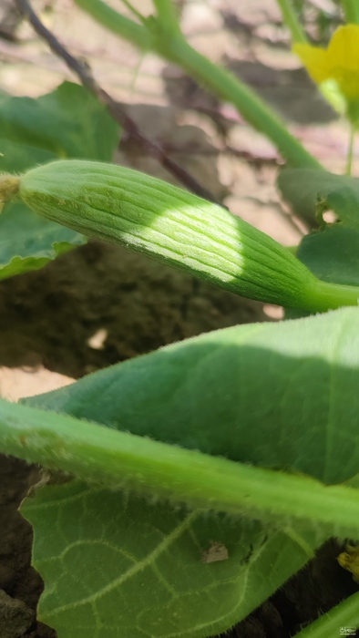 فروش خیارچنبر