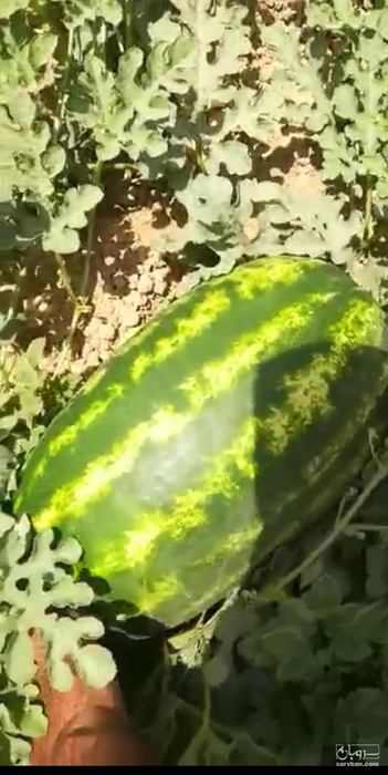 فروش هندوانه