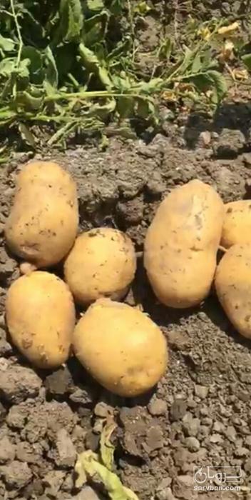 فروش سیب زمینی کلمبا