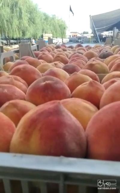 فروش هلو زعفرانی