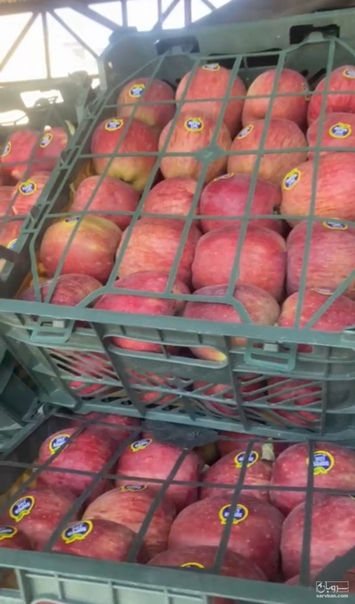 فروش سیب لبنانی