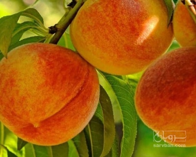 فروش هلو زعفرانی