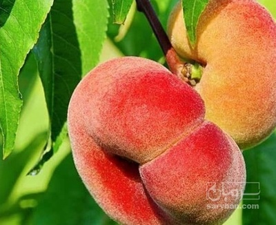 فروش هلو انجیری