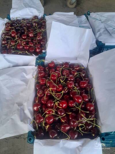 فروش گیلاس