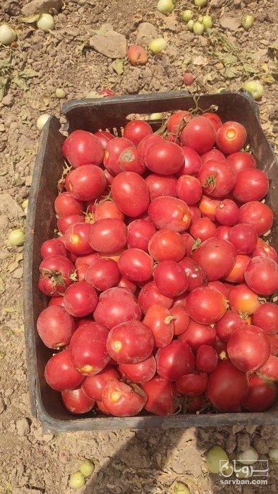 فروش گوجه فرنگی ربی