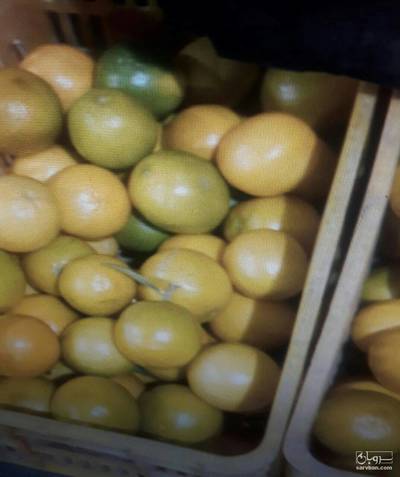 فروش لیمو شیرین