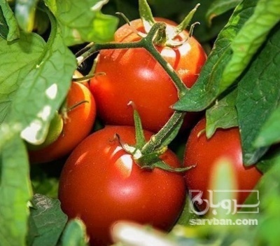 فروش گوجه فرنگی