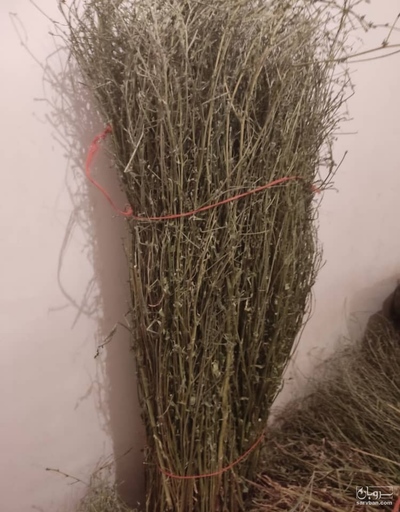 فروش کاسنی خشک