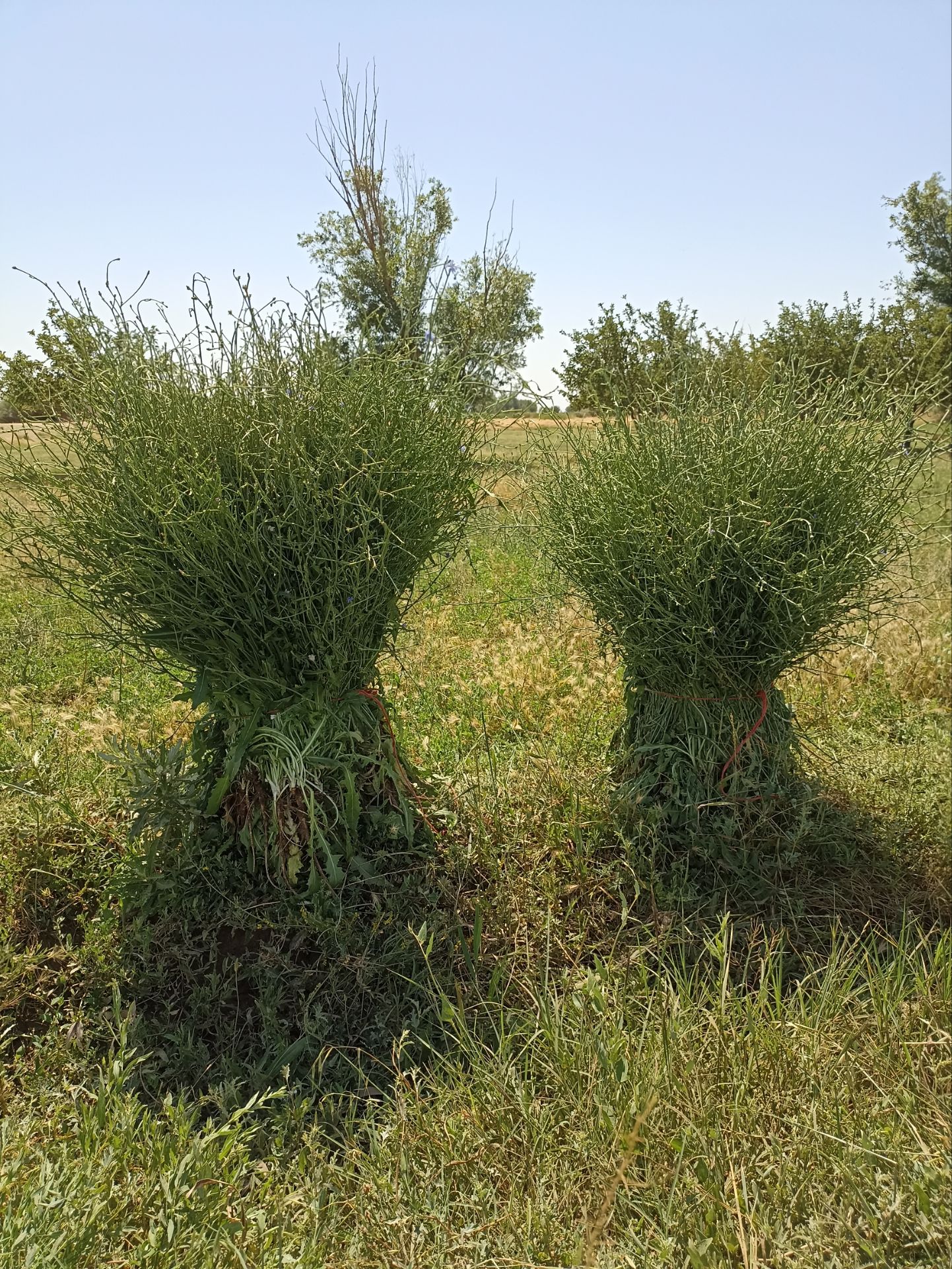فروش کاسنی (گیاه‌ دارویی)