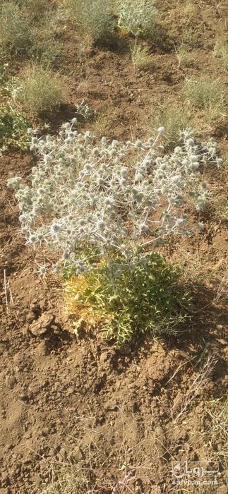 فروش بوقناق